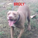 Broly